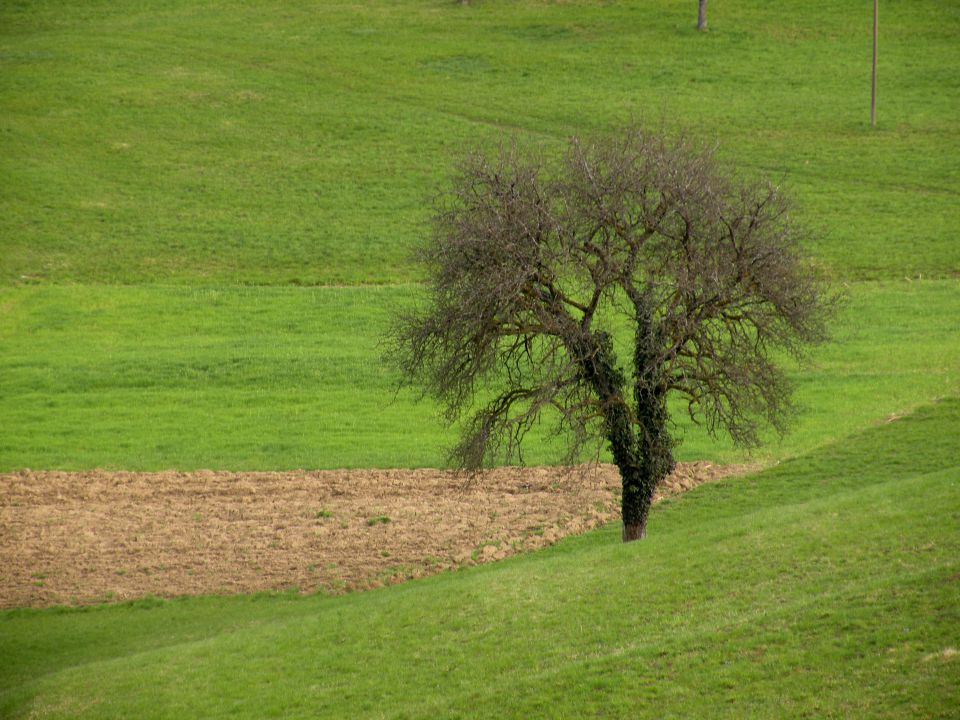 1.4. Blanca - foto povečava