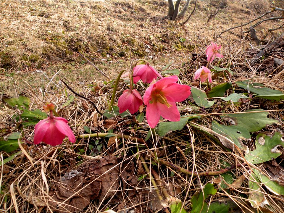 8.4. jevša - žanjevec - foto povečava