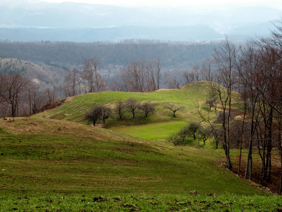 8.4. jevša - žanjevec - foto povečava