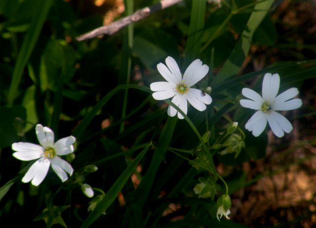 15 Španija Perdafita do Cebreiro - foto