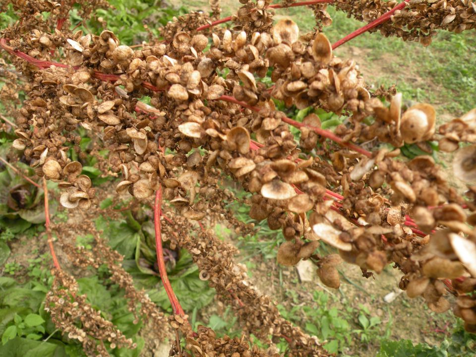 15 izlet biodinamiki Posavje 2 - foto povečava