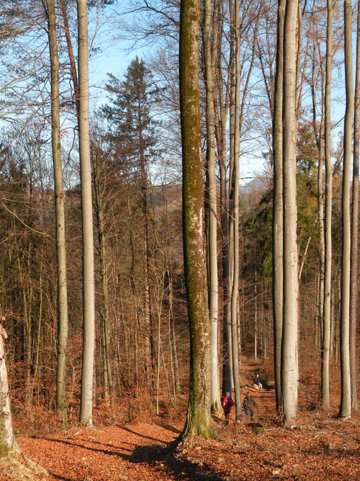 15 Gradišče  - foto povečava