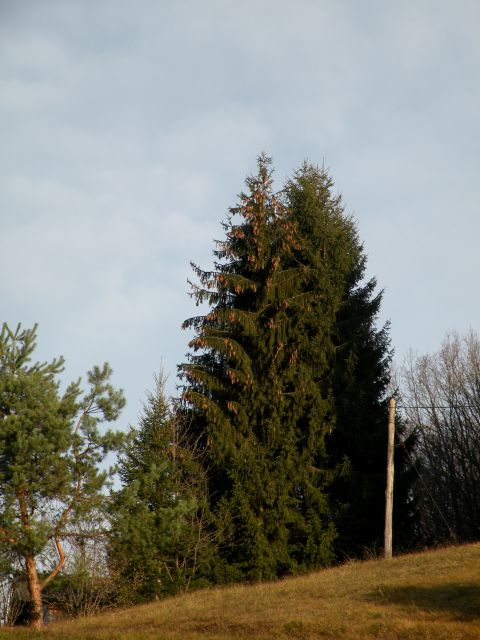 15 Šentjanž proti Lapušniku - foto