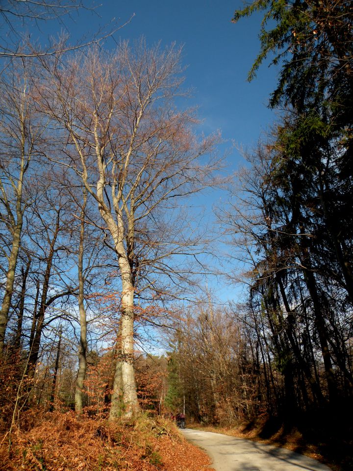 15 Šentjanž proti Lapušniku - foto povečava