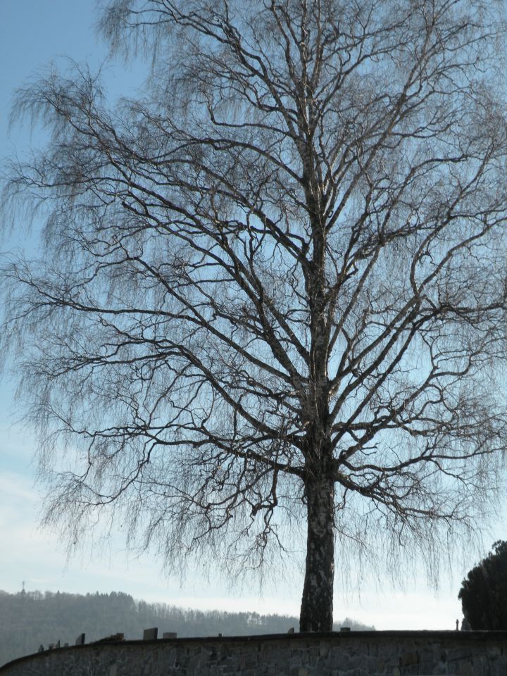 15 Šentjanž proti Lapušniku - foto povečava