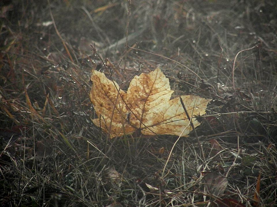 15 Sela, Lisca - foto povečava