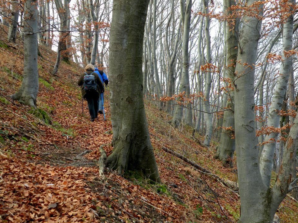 15 Čelovnik, Kincl - foto povečava