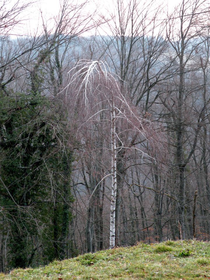 Drušče - foto povečava