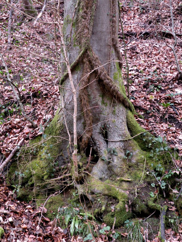 16 Konjsko, Lukovica - foto povečava