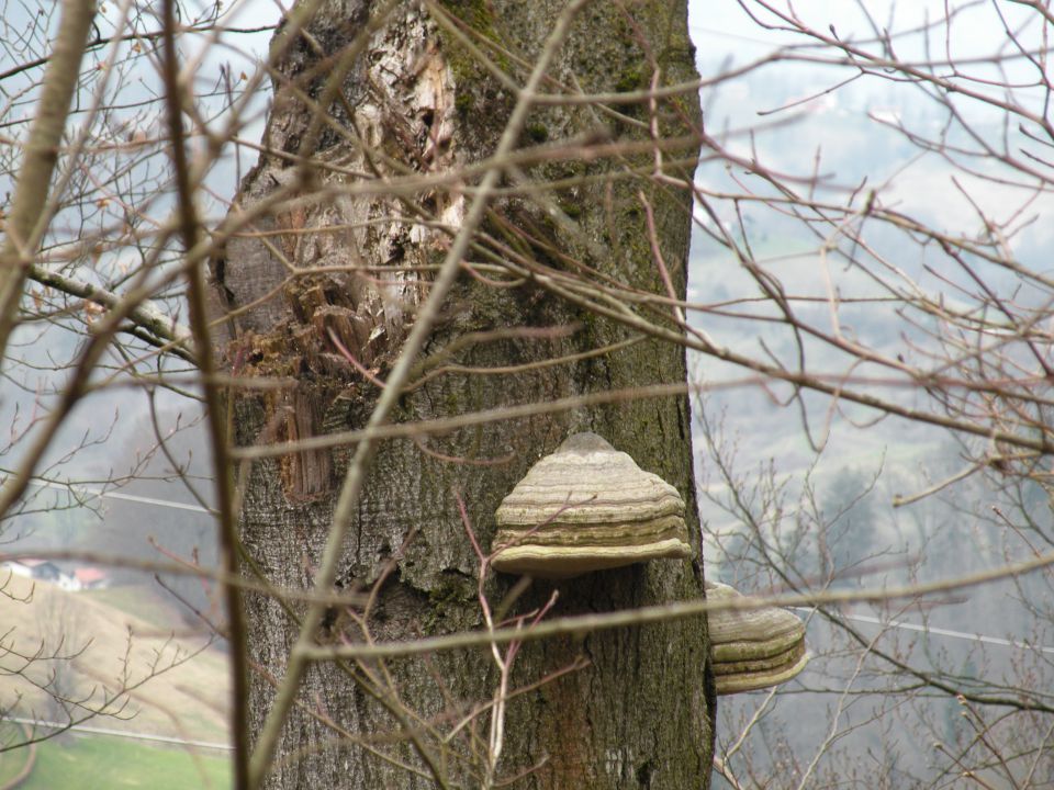 16 Konjsko, Lukovica - foto povečava