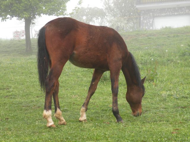 16 Štrit, Križe - foto