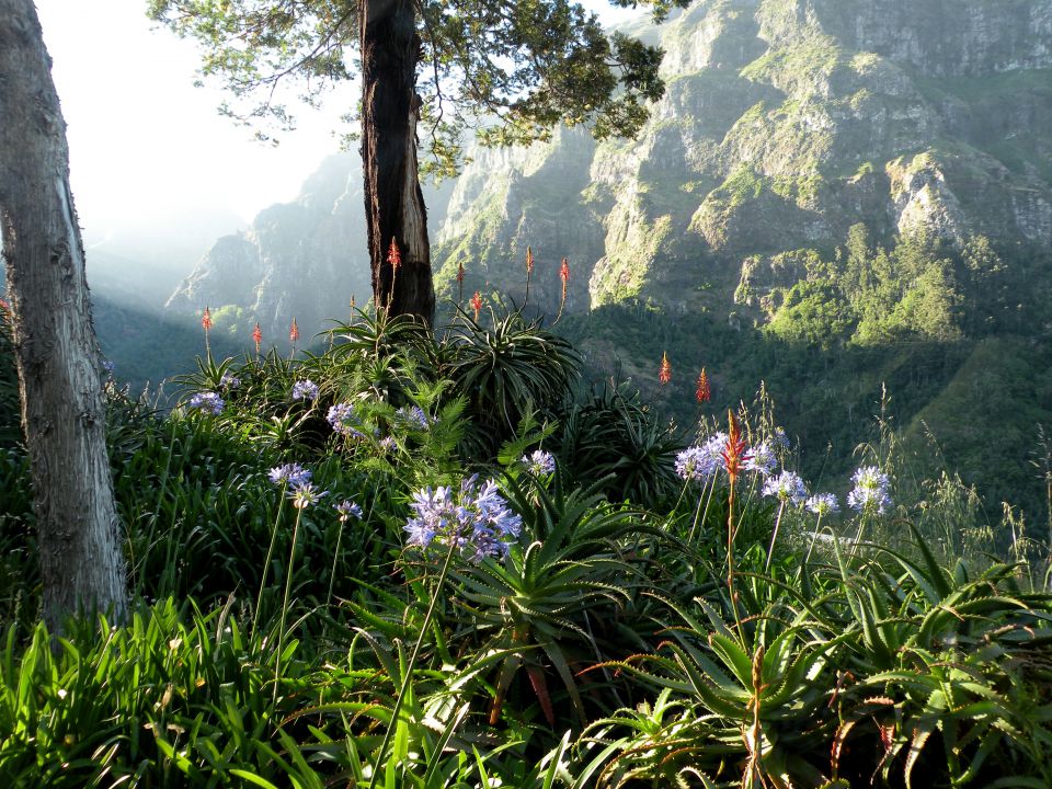 16 Madeira Encuemade - foto povečava