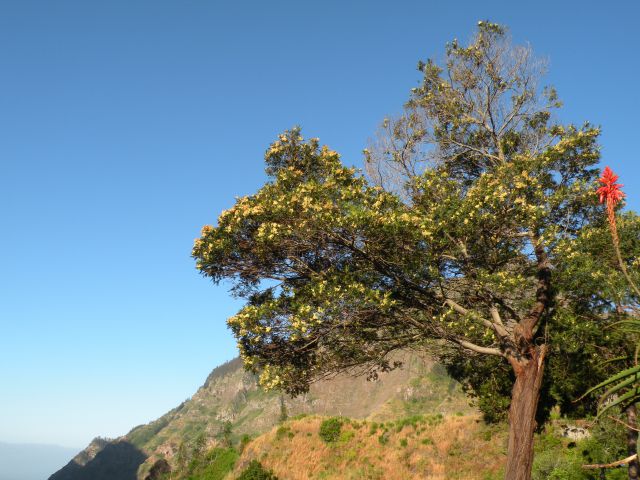 16 Madeira Encuemade - foto