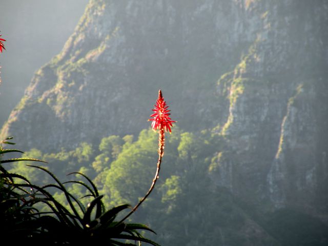 16 Madeira Encuemade - foto