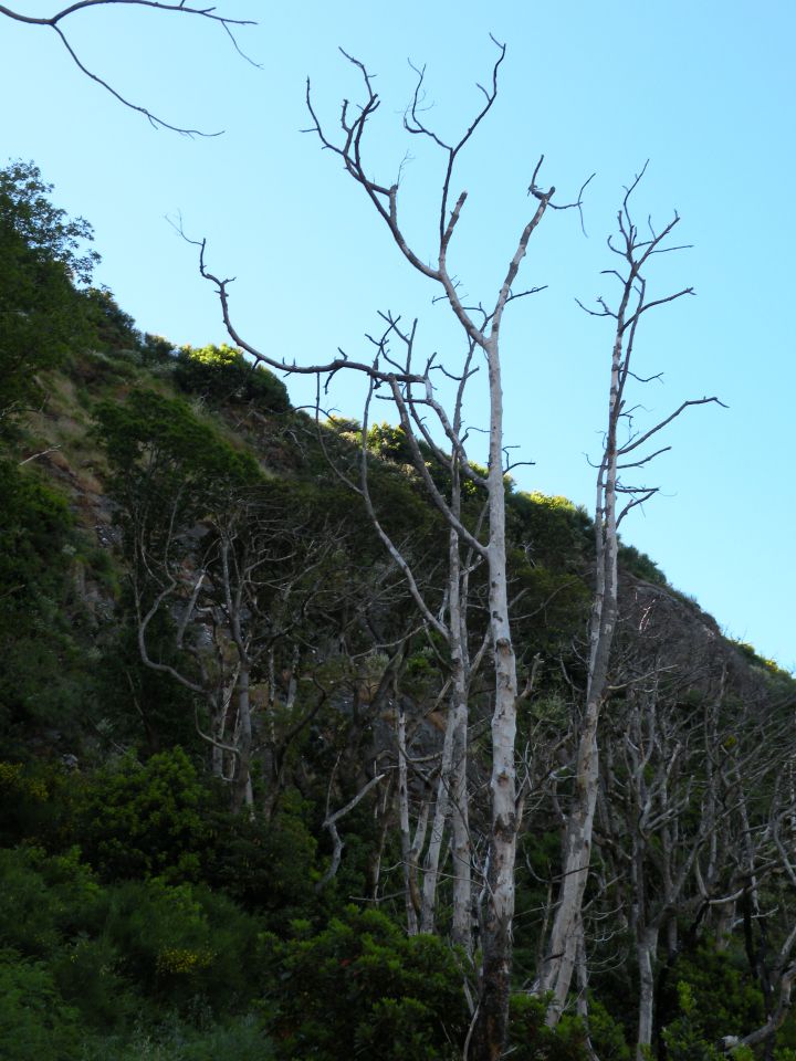 16 Madeira Encuemade - foto povečava