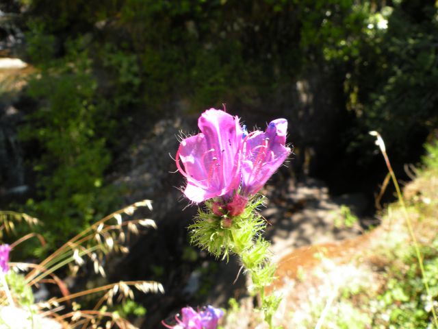 16 Madeira Encuemade - foto