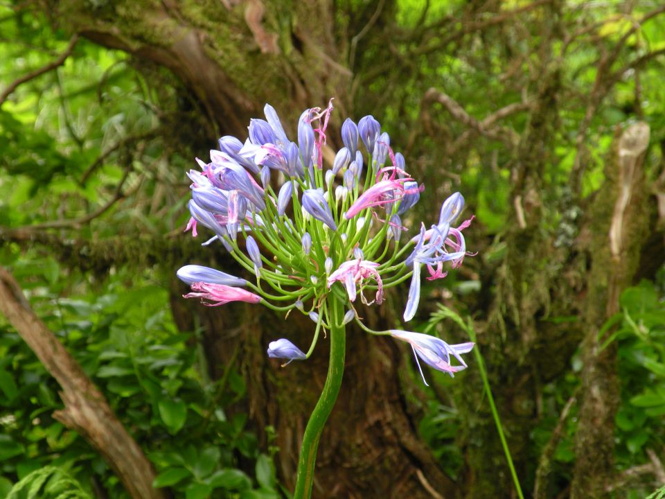 16 madeira Encuemade 2 - foto povečava