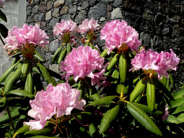 16 Madeira Nunska vas - foto