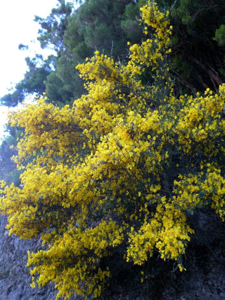 16 Madeira Paul da Serra - foto povečava