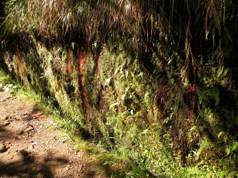 16 Madeira Paul da Serra - foto povečava