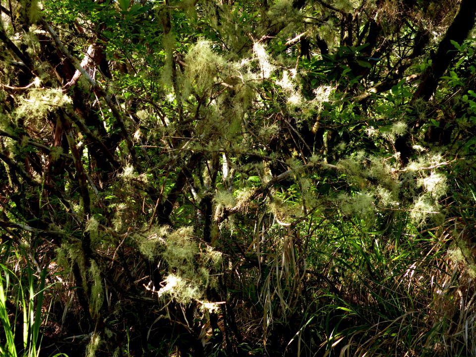 16 Madeira Paul da Serra - foto povečava