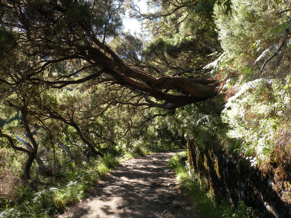 16 Madeira Paul da Serra - foto povečava