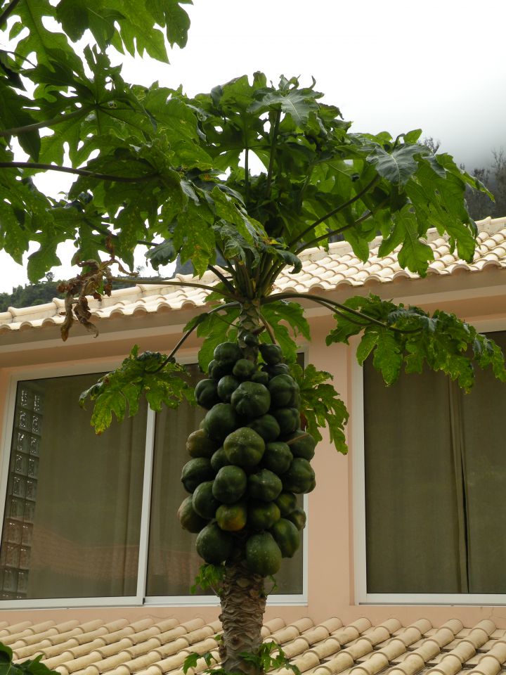 16 Madeira - jama, reka lave - foto povečava