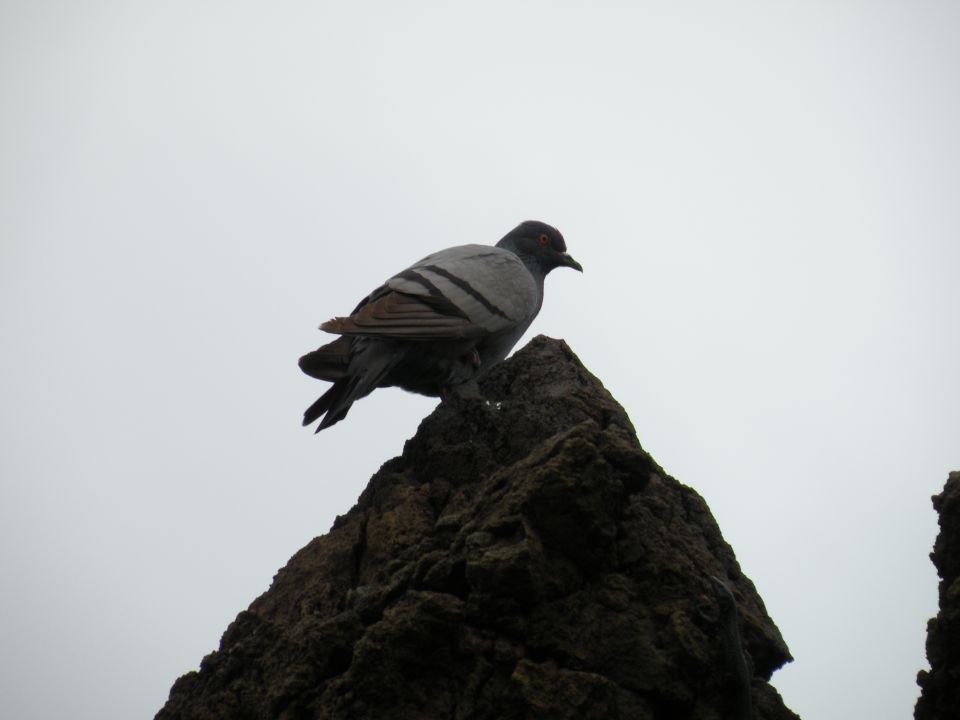 16 Madeira porto Monitz - foto povečava