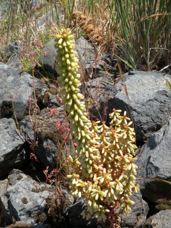 16 Madeira pico Ruivo - foto povečava