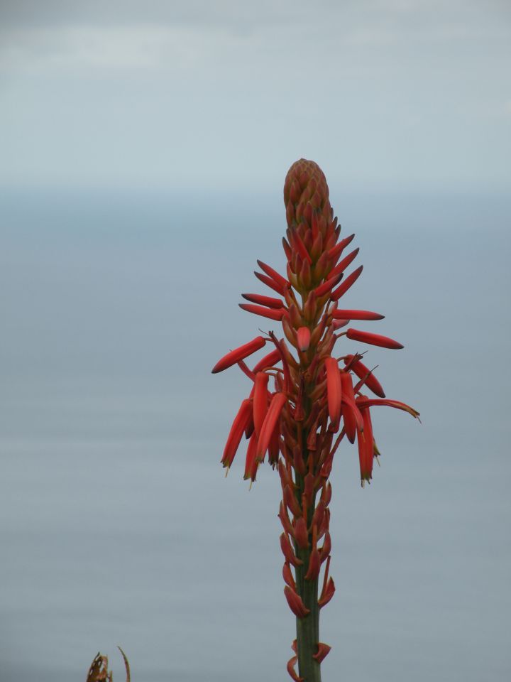 16 madeira, Prezeras - foto povečava