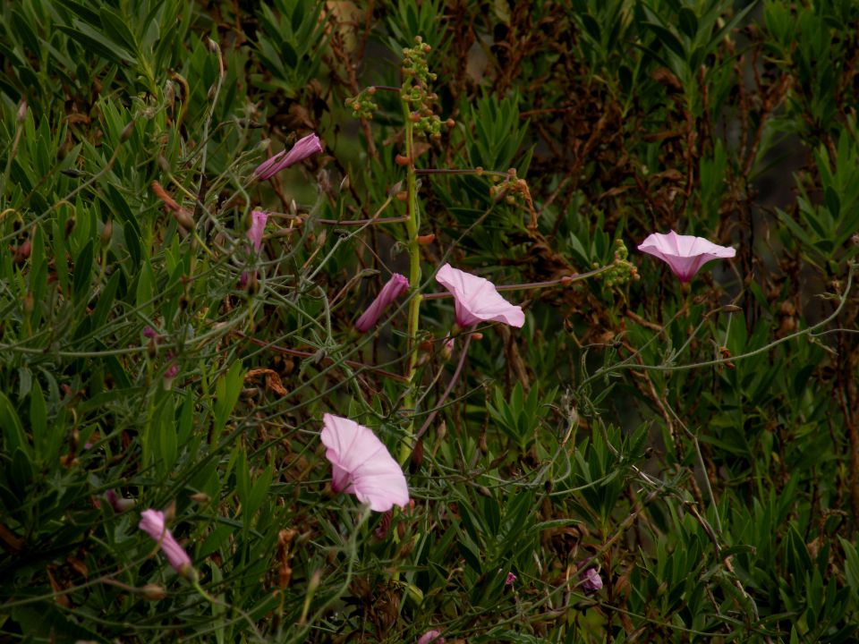 16 madeira, Prezeras - foto povečava