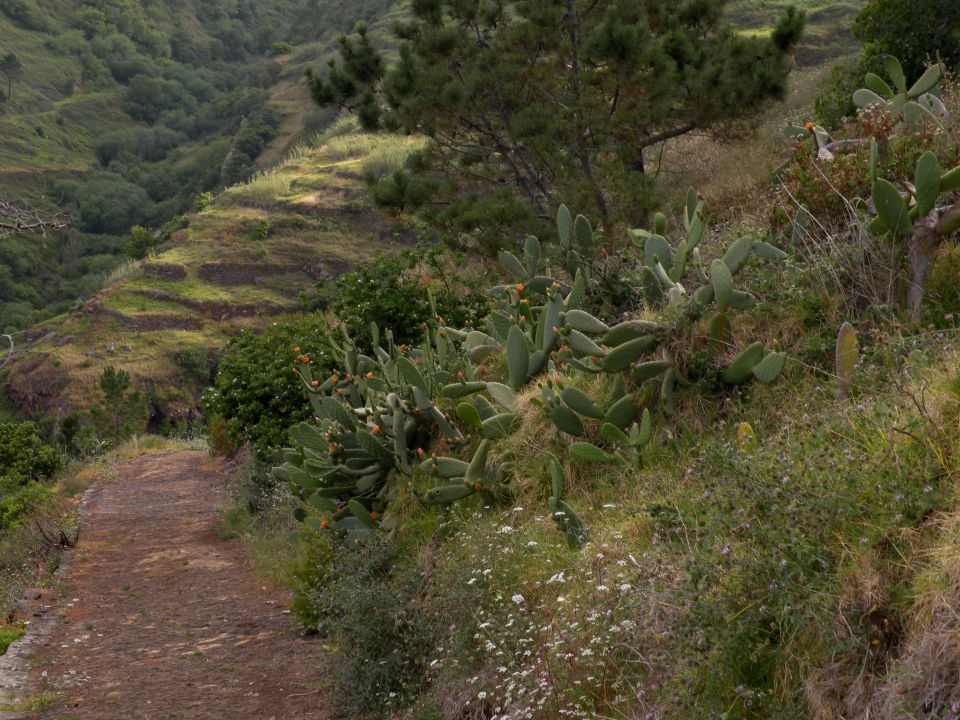 16 madeira, Prezeras - foto povečava