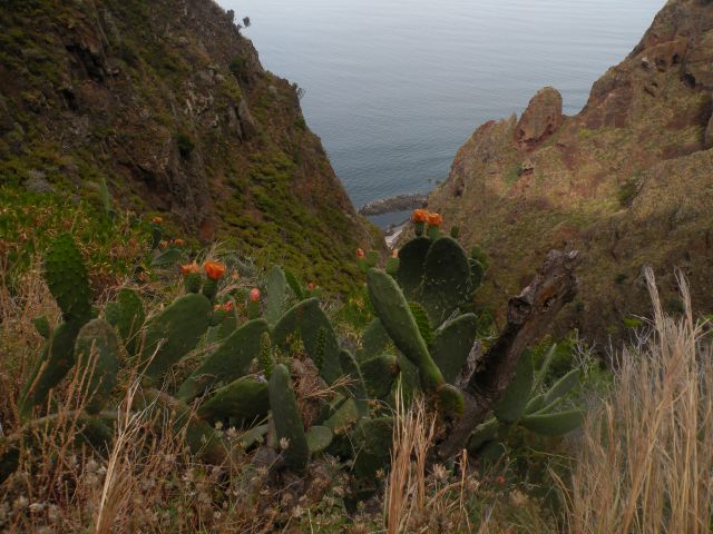 16 Madeira Pol do Mar - foto