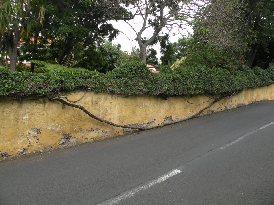 16 Madeira, botanični vrt, Monte - foto povečava