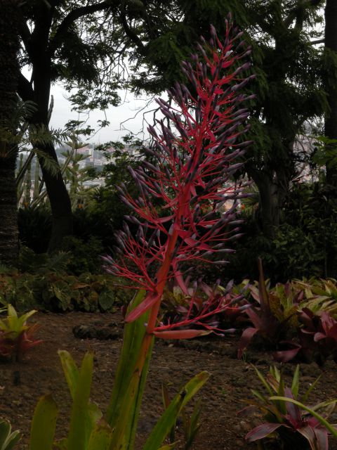 16 Madeira, botanični vrt, Monte - foto