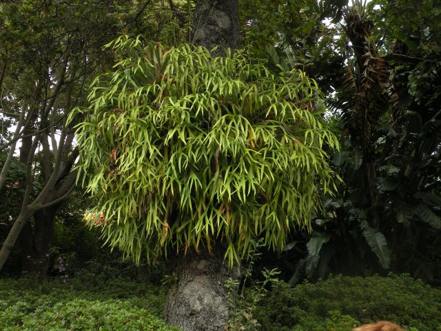 16 Madeira, botanični vrt, Monte - foto