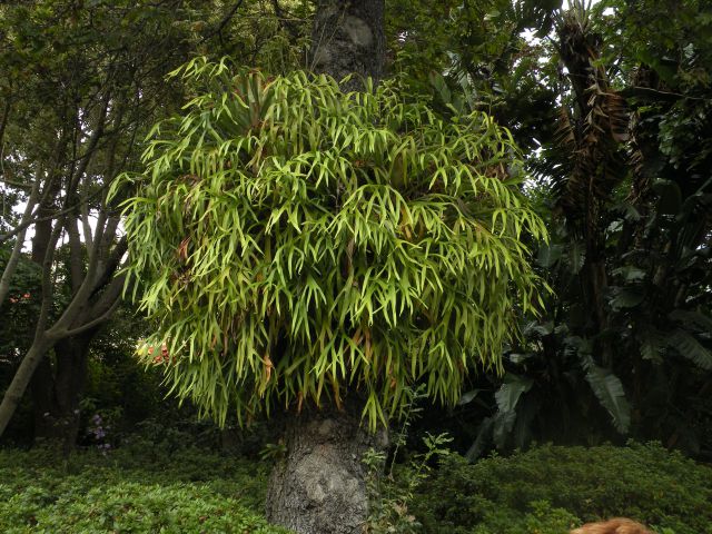 16 Madeira, botanični vrt, Monte - foto