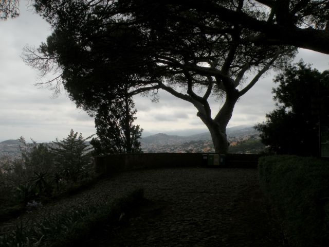 16 Madeira, botanični vrt, Monte - foto