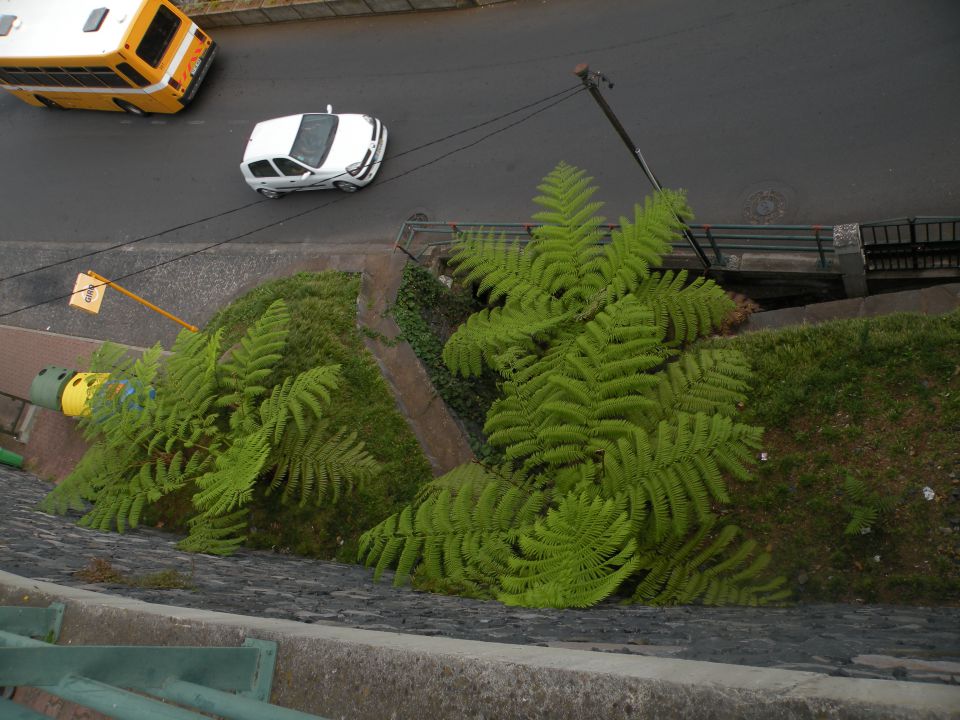 16 Madeira, botanični vrt, Monte - foto povečava