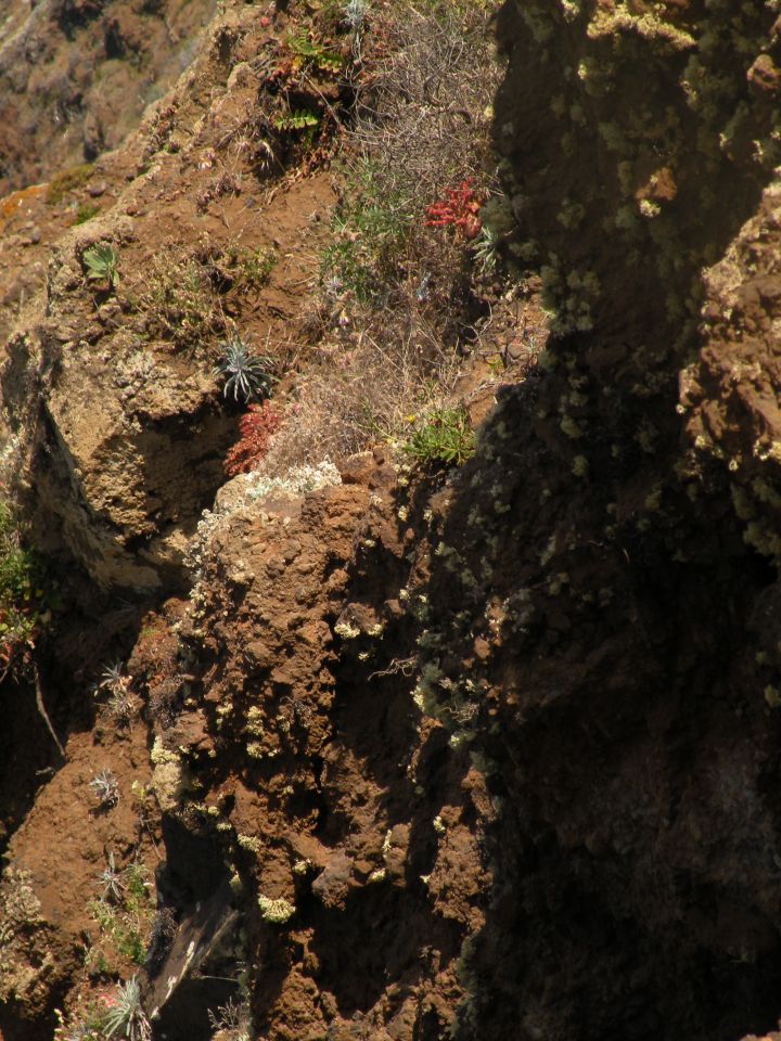 16 Madeira Ponta do Pargo - foto povečava