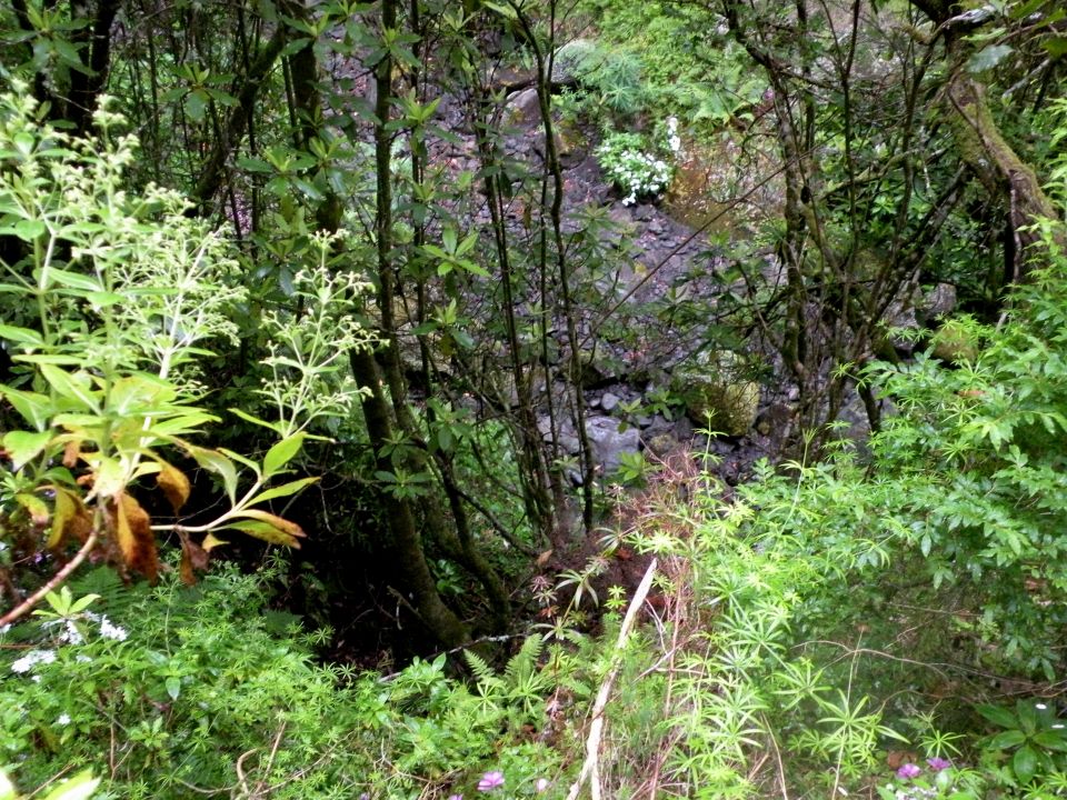 16 Madeira Quamadas - foto povečava