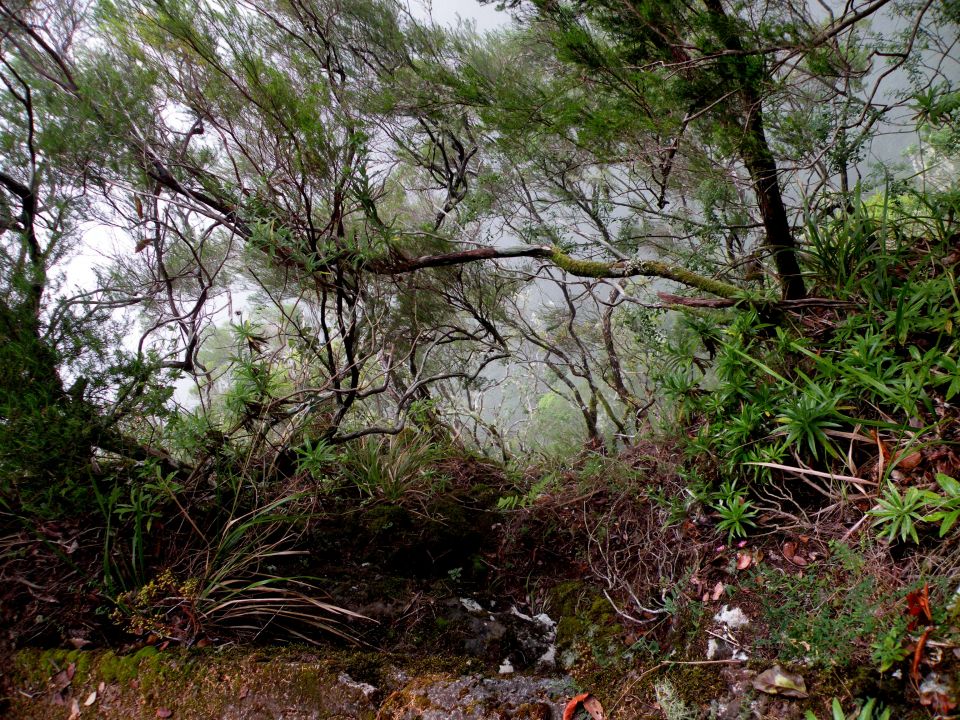 16 Madeira Quamadas - foto povečava