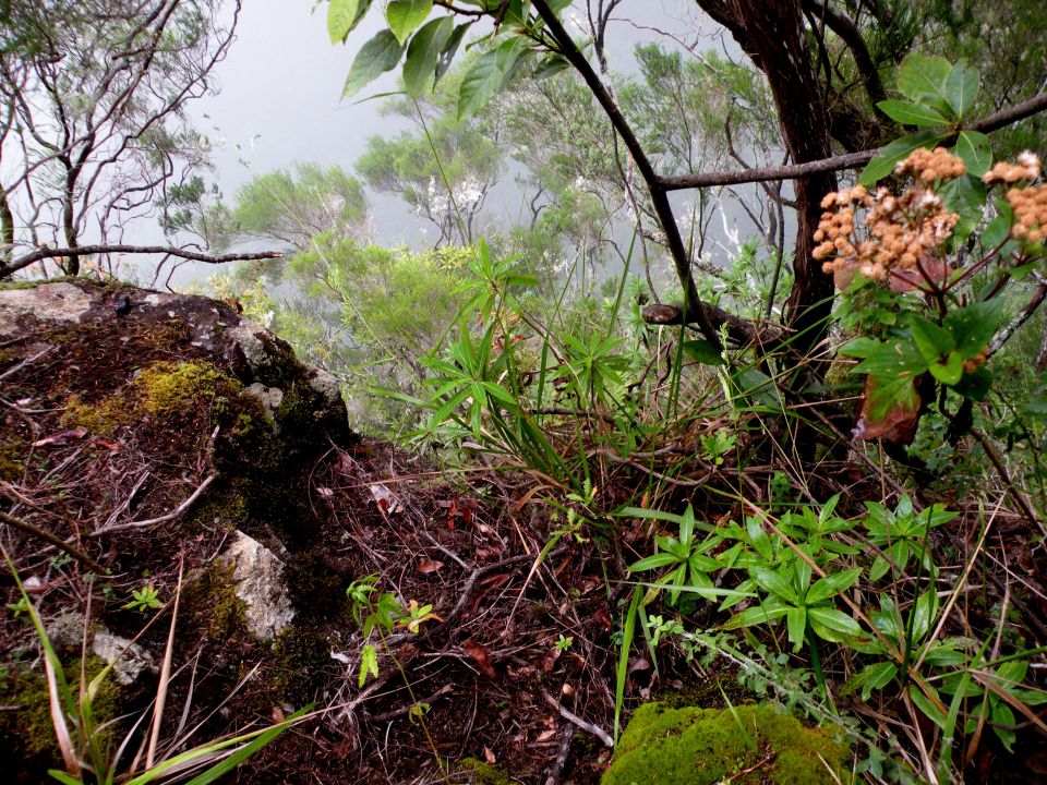 16 Madeira Quamadas - foto povečava