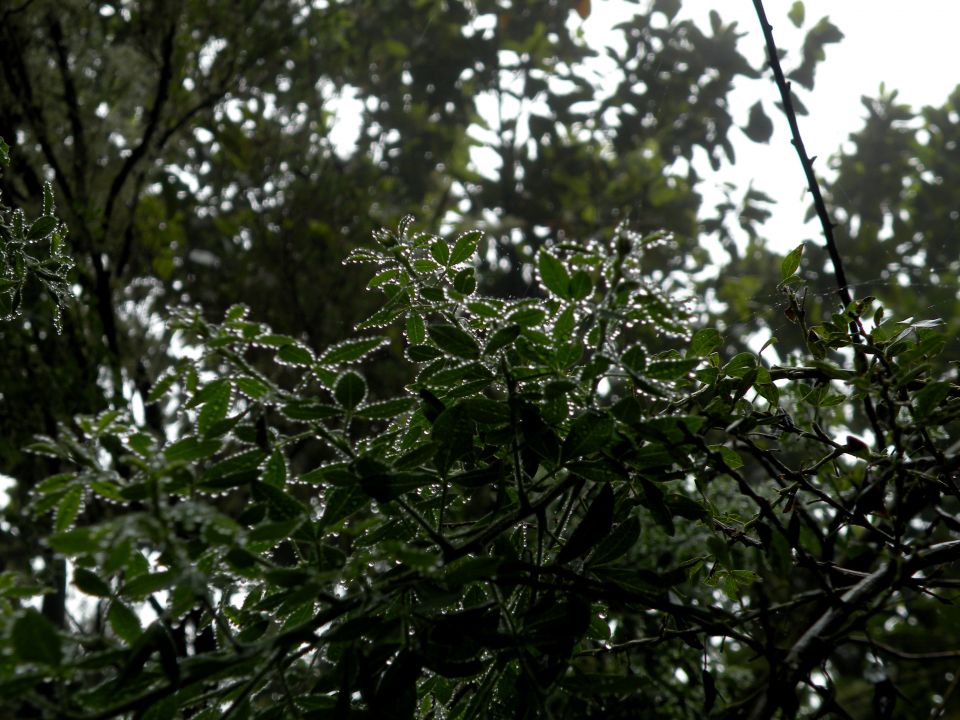 16 Madeira Quamadas - foto povečava