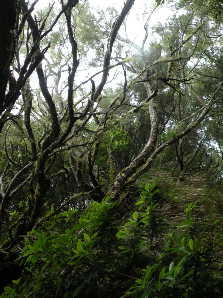 16 Madeira Quamadas - foto povečava