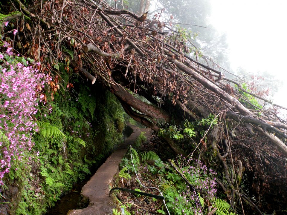 16 Madeira Quamadas - foto povečava