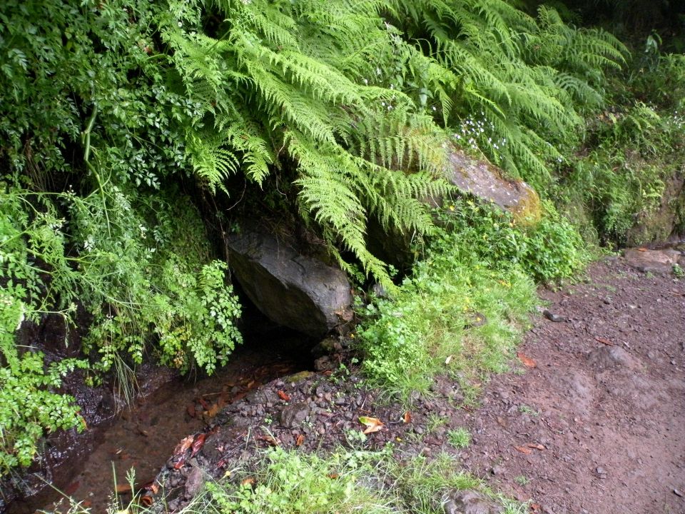 16 Madeira Quamadas - foto povečava