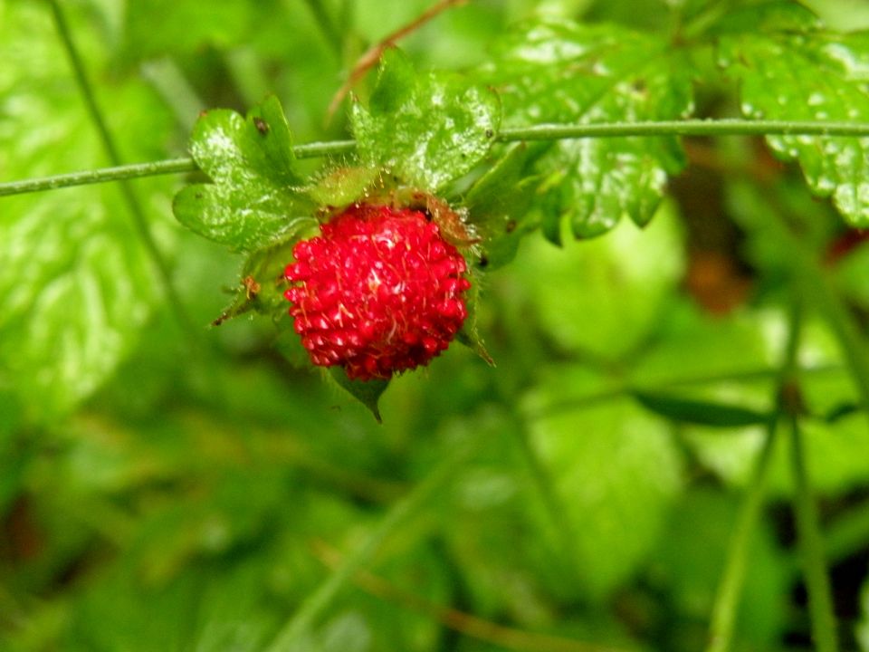 16 Madeira Quamadas - foto povečava