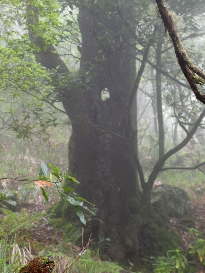 16 Madeira Quamadas - foto povečava