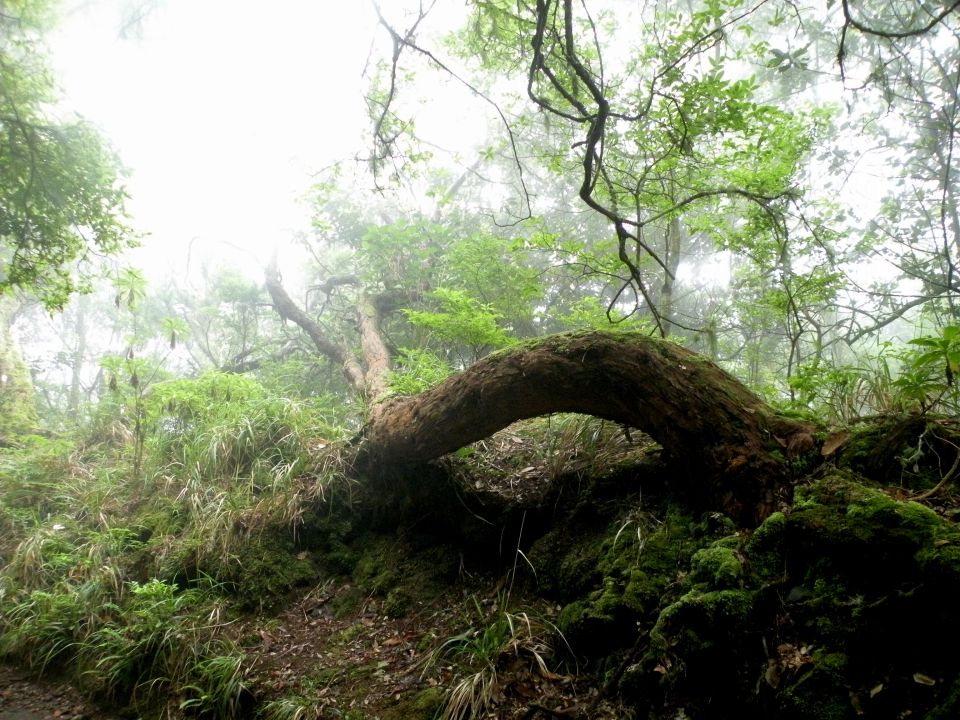 16 Madeira Quamadas - foto povečava